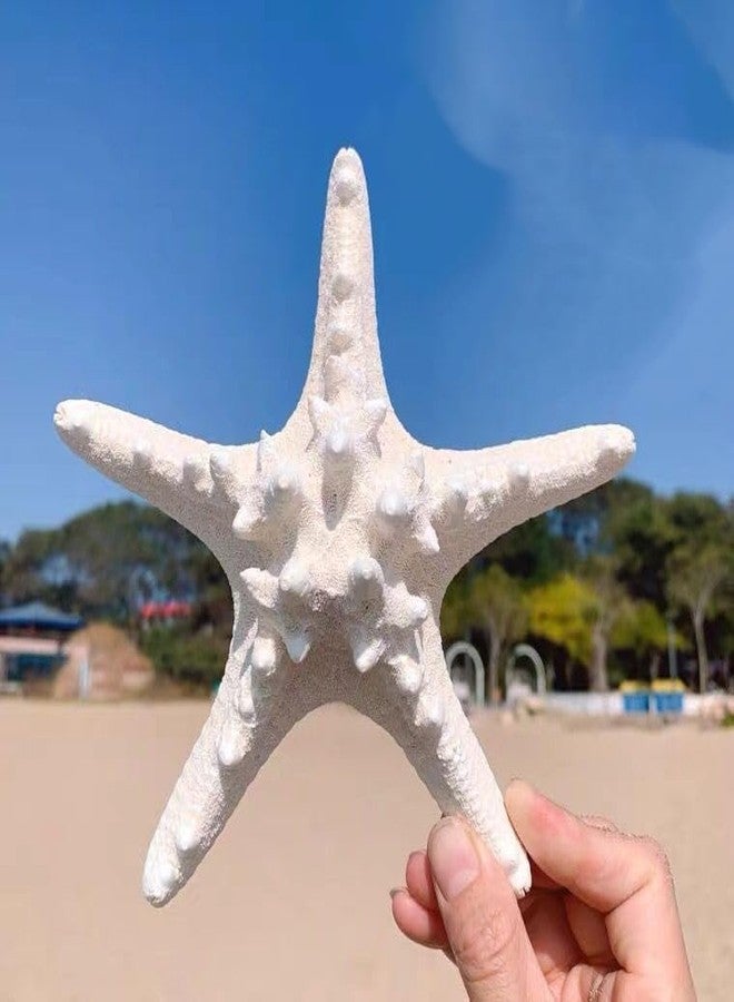 نجم البحر الطبيعي الحقيقي من YZHZOM، ديكور نجم البحر، زينة أصداف نجم البحر، نجوم بحر مسطحة لأعمال الشاطئ اليدوية، ديكور منزلي مستوحى من المحيط لحفلات الزفاف (قطعة واحدة 5-6 بوصة) - Image 1
